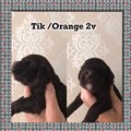 Tik Orange 2v.jpg